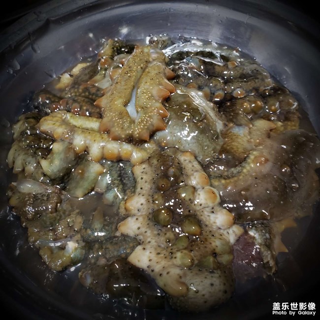 海參記
