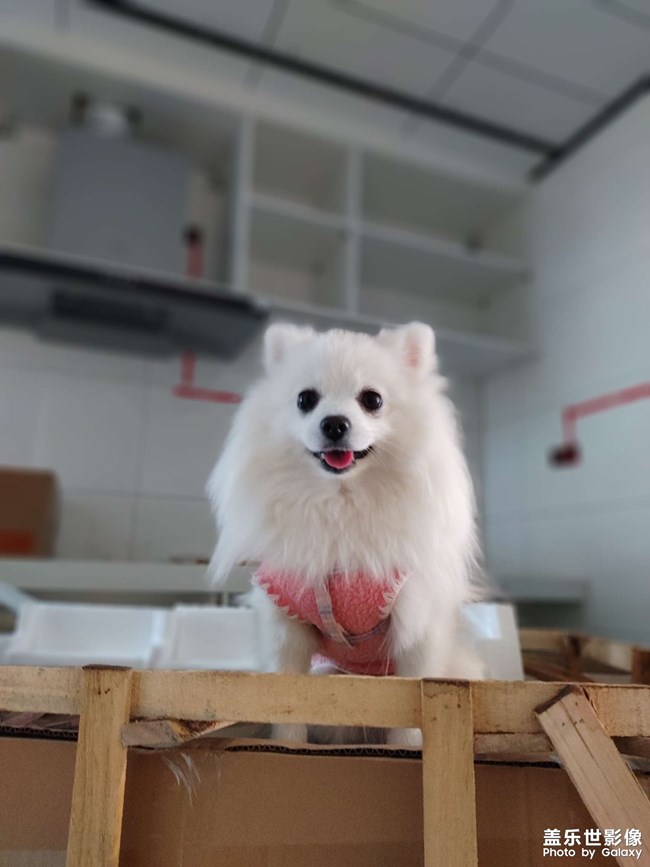 世界名狗??克勞馥?元寶。