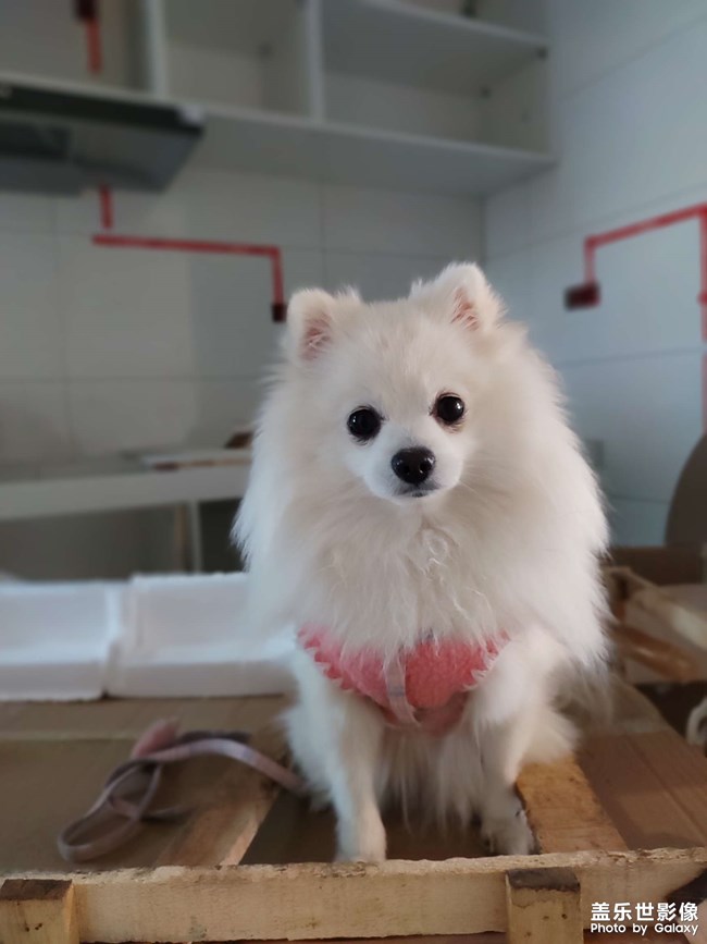 世界名狗??克勞馥?元寶。