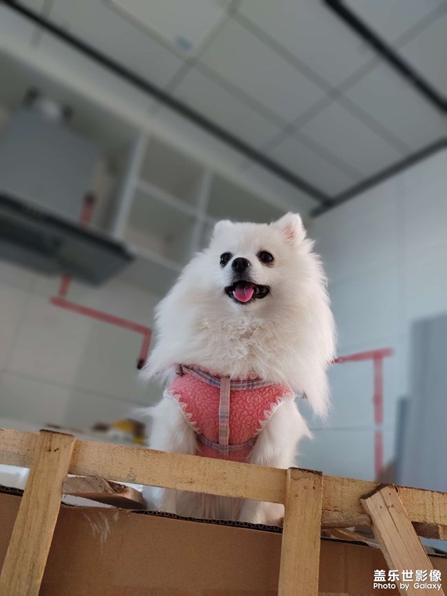 世界名狗??克勞馥?元寶。