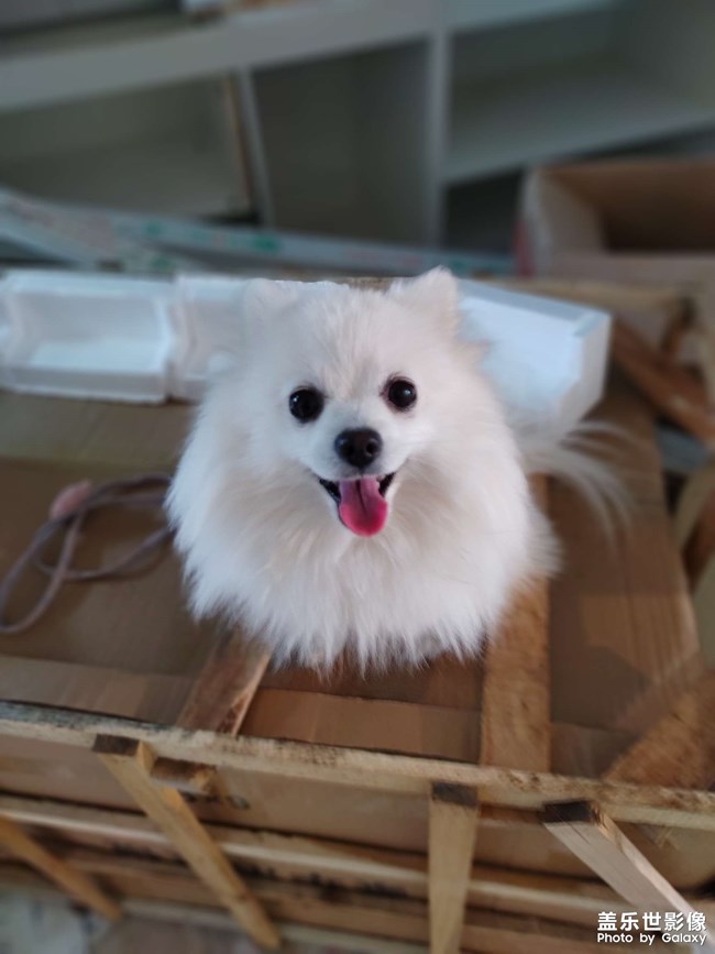 世界名狗??克勞馥?元寶。