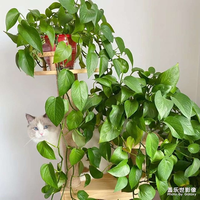 始于心甘情愿，終于愿賭服