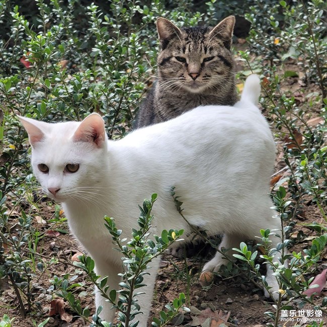 長(zhǎng)焦拍貓咪