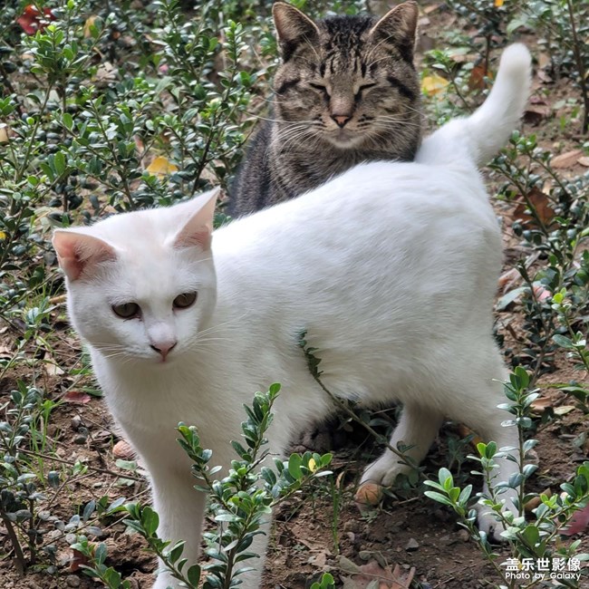 長(zhǎng)焦拍貓咪