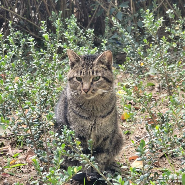 長(zhǎng)焦拍貓咪