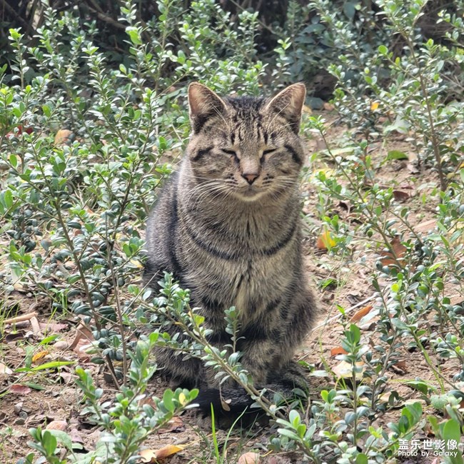 長(zhǎng)焦拍貓咪