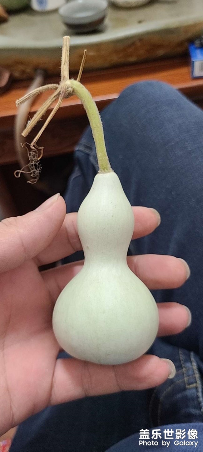 葫蘆娃。。