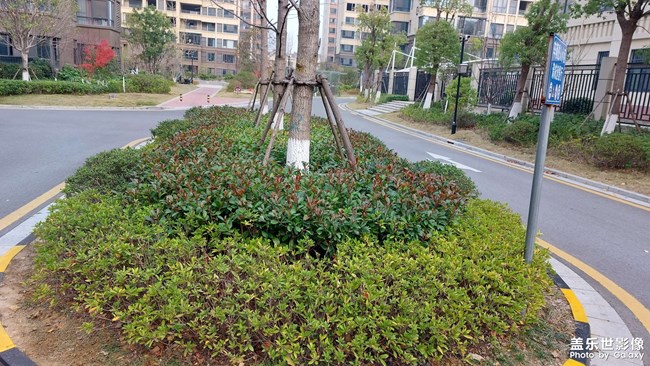 小區(qū)綠化清理