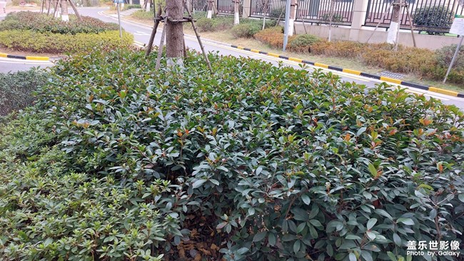 小區(qū)綠化清理