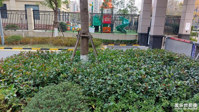 小區(qū)綠化清理