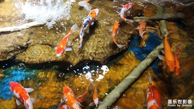 【難忘2022】海底奇觀