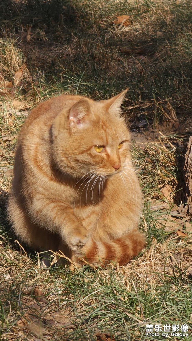 時(shí)隔一個(gè)多月，公司里又有小橘了，但好像不是之前那兩只中的