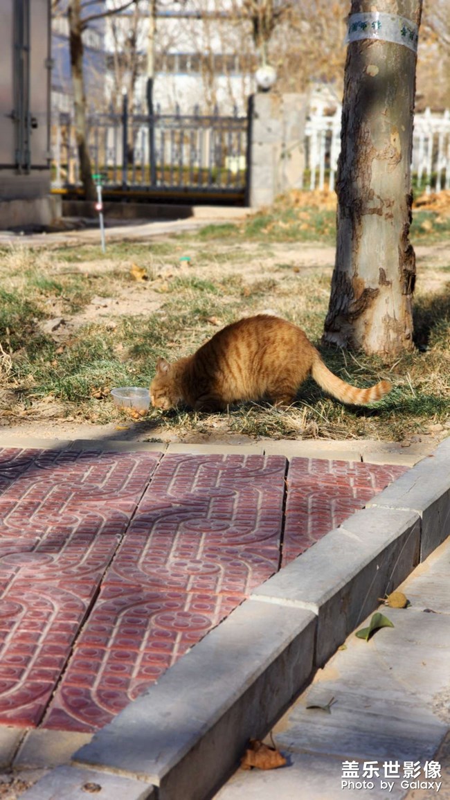 時(shí)隔一個(gè)多月，公司里又有小橘了，但好像不是之前那兩只中的