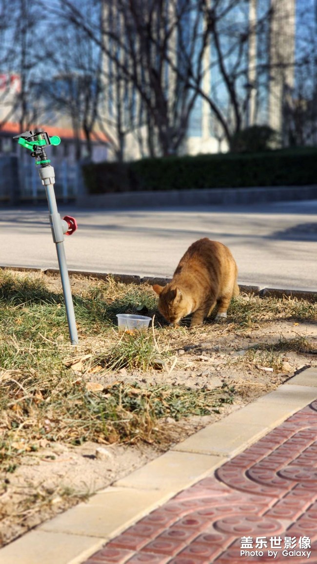 時(shí)隔一個(gè)多月，公司里又有小橘了，但好像不是之前那兩只中的