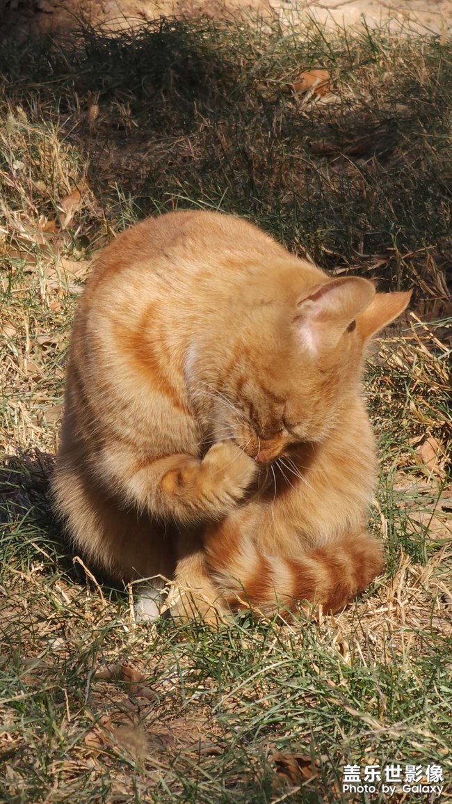 時(shí)隔一個(gè)多月，公司里又有小橘了，但好像不是之前那兩只中的