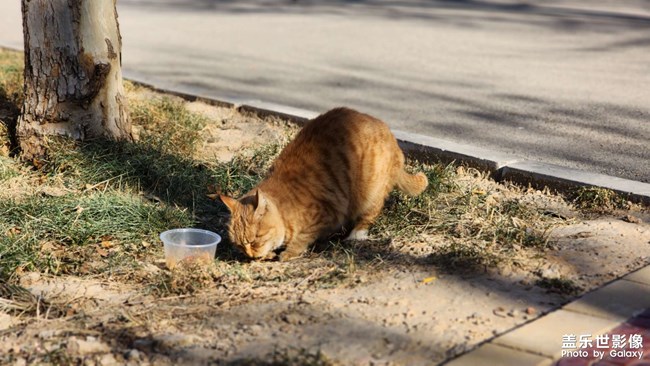 時(shí)隔一個(gè)多月，公司里又有小橘了，但好像不是之前那兩只中的