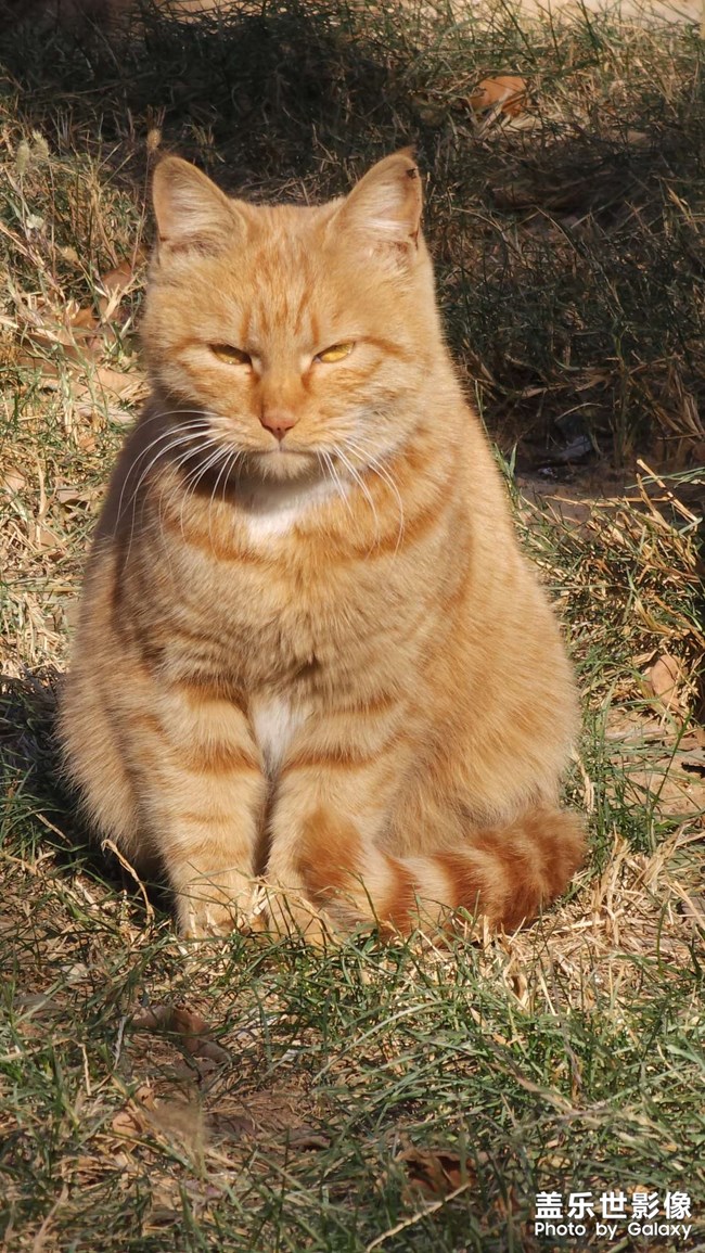 時(shí)隔一個(gè)多月，公司里又有小橘了，但好像不是之前那兩只中的
