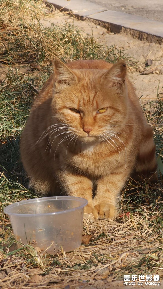 時(shí)隔一個(gè)多月，公司里又有小橘了，但好像不是之前那兩只中的