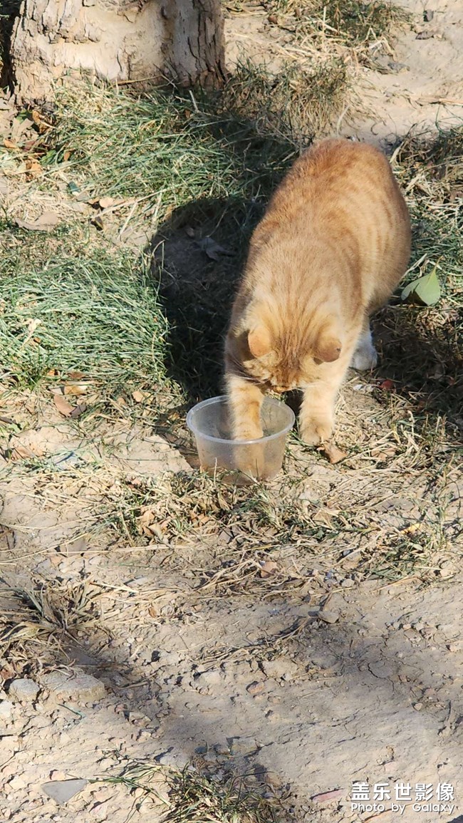 時(shí)隔一個(gè)多月，公司里又有小橘了，但好像不是之前那兩只中的