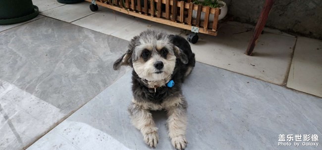 貓狗雙全 幸福相伴