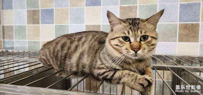 貓狗雙全 幸福相伴