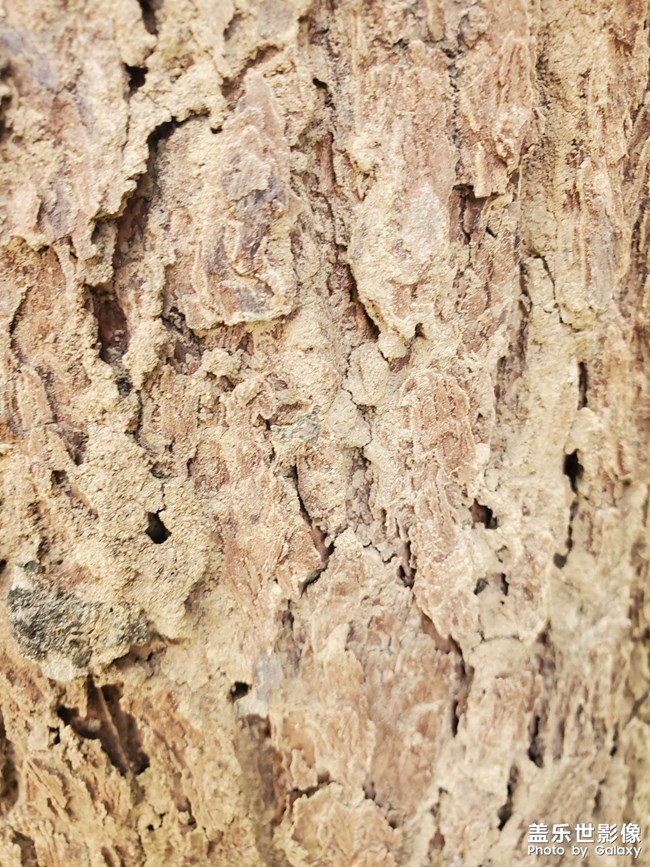 猜猜看，這棵樹怎么了？