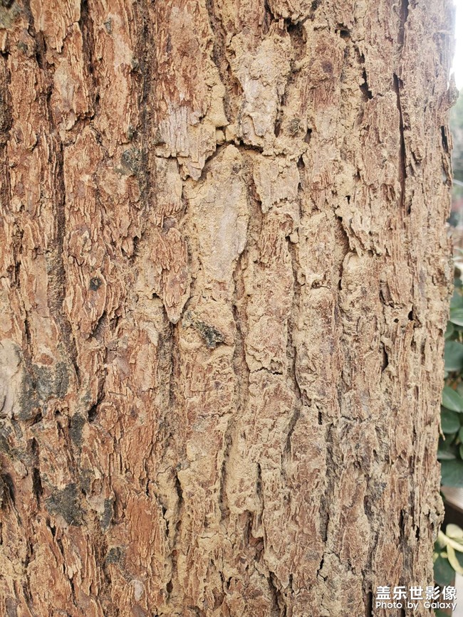 猜猜看，這棵樹怎么了？