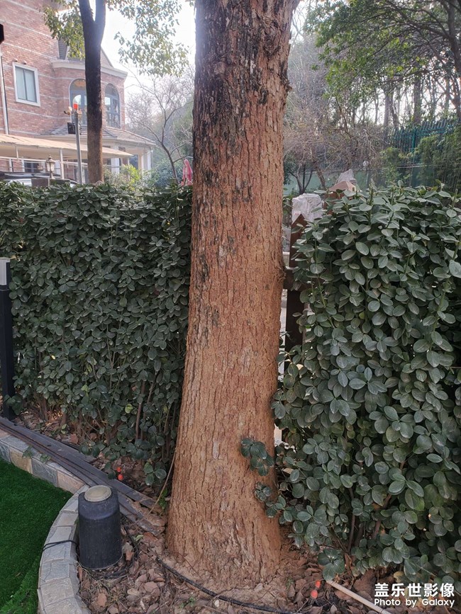 猜猜看，這棵樹怎么了？