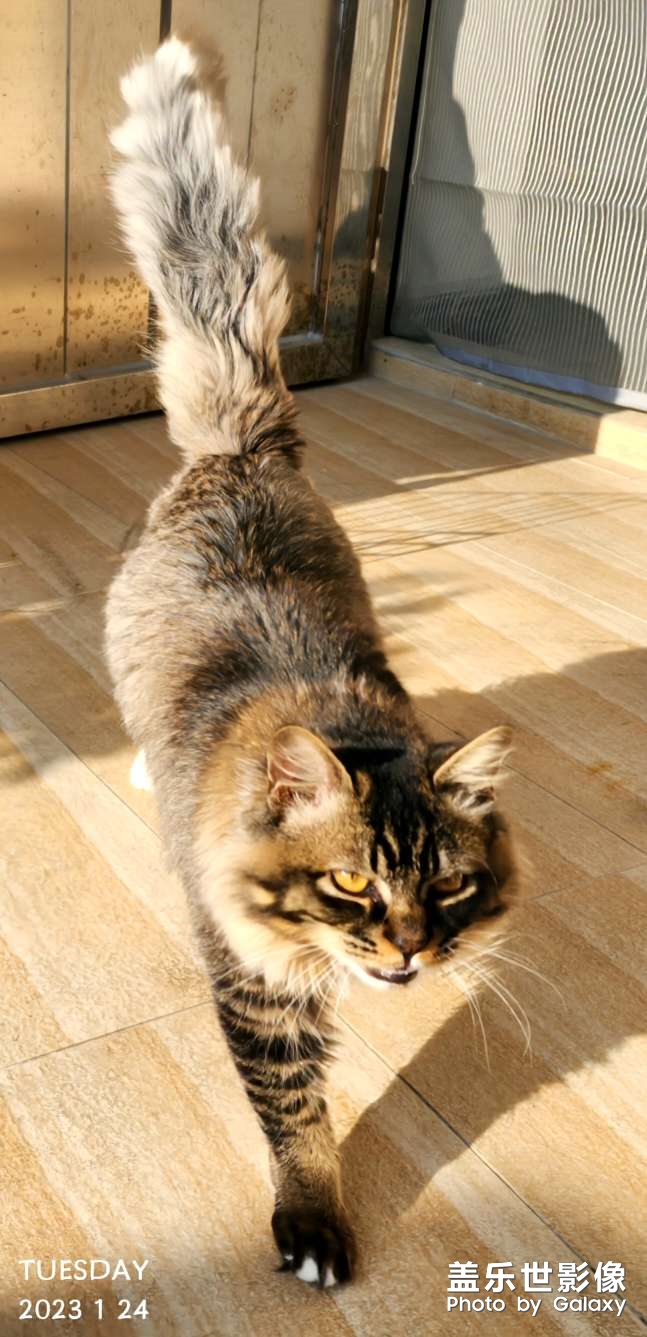 家養(yǎng)的貓咪