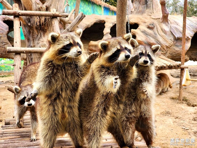 動(dòng)物園里有動(dòng)物