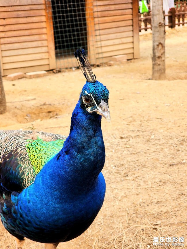 動(dòng)物園里有動(dòng)物