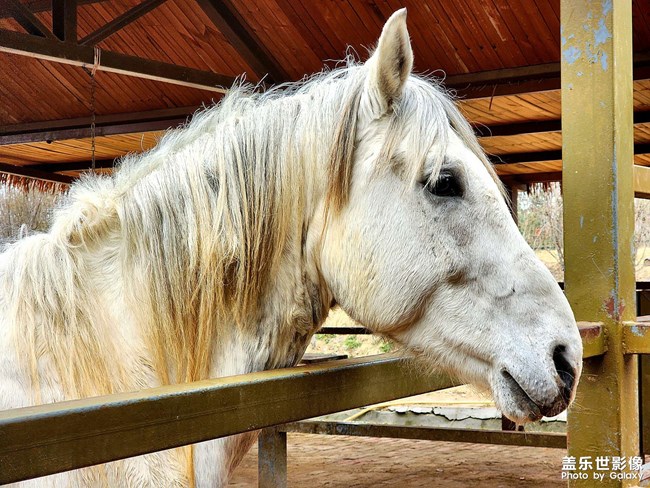 動(dòng)物園里有動(dòng)物