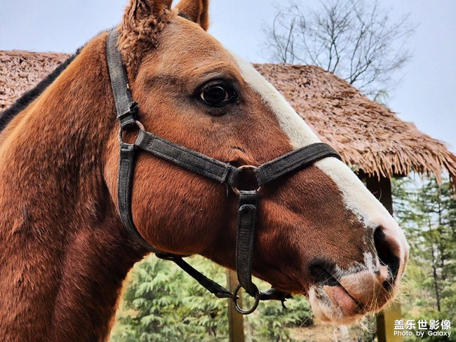 動(dòng)物園里有動(dòng)物