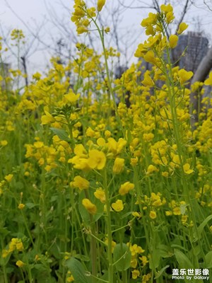 【清淺時光】+ 春