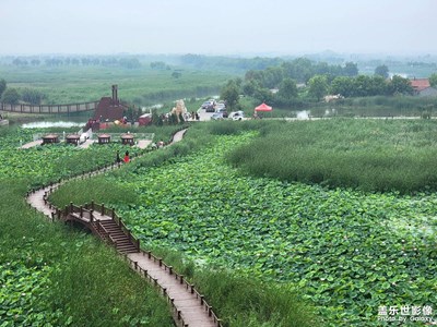 【網紅打卡地】百畝荷塘