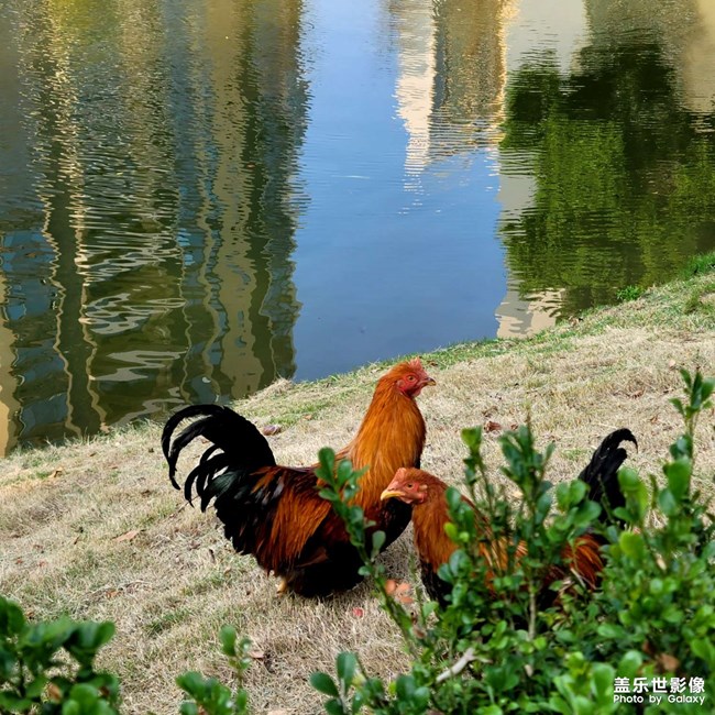 是公雞還是母雞？