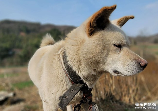 農(nóng)村的中華田園犬??
