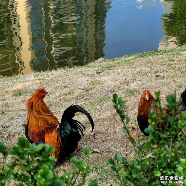 是公雞還是母雞？