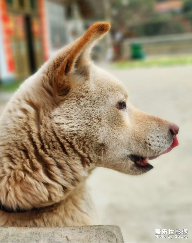 農(nóng)村的中華田園犬??