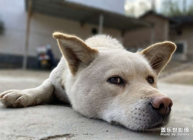 農(nóng)村的中華田園犬??