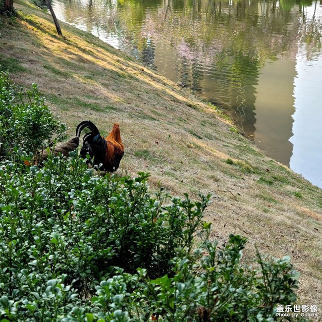 是公雞還是母雞？