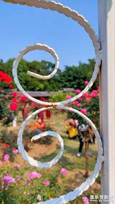 【光影記事】花園隨拍