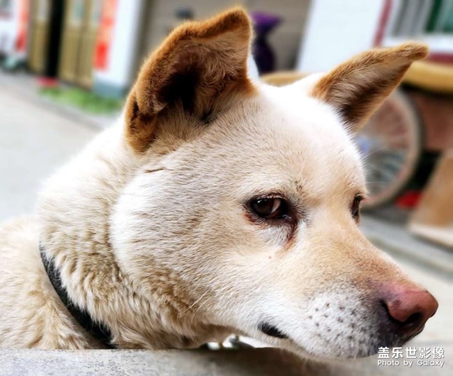 農(nóng)村的中華田園犬??