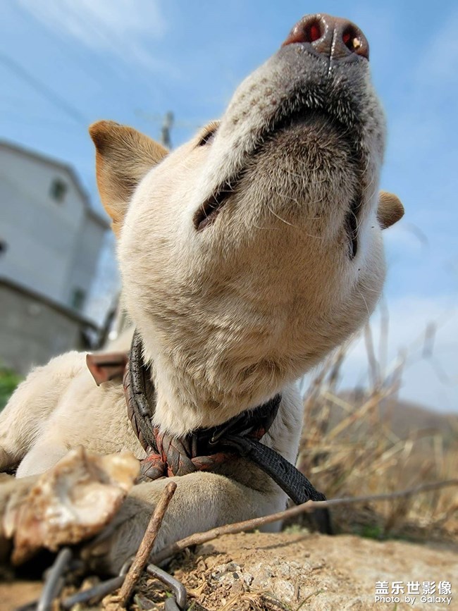 農(nóng)村的中華田園犬??