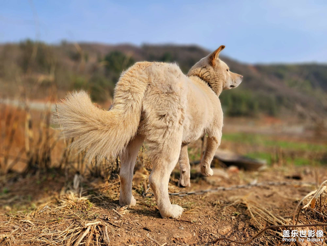 農(nóng)村的中華田園犬??