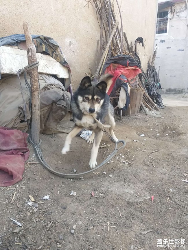 ??狗狗六歲了
