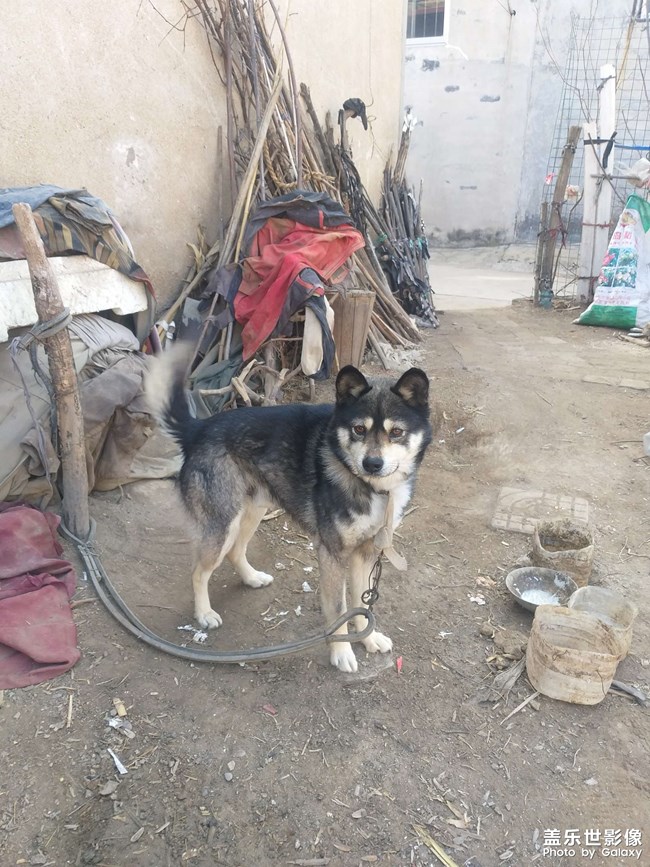 ??狗狗六歲了