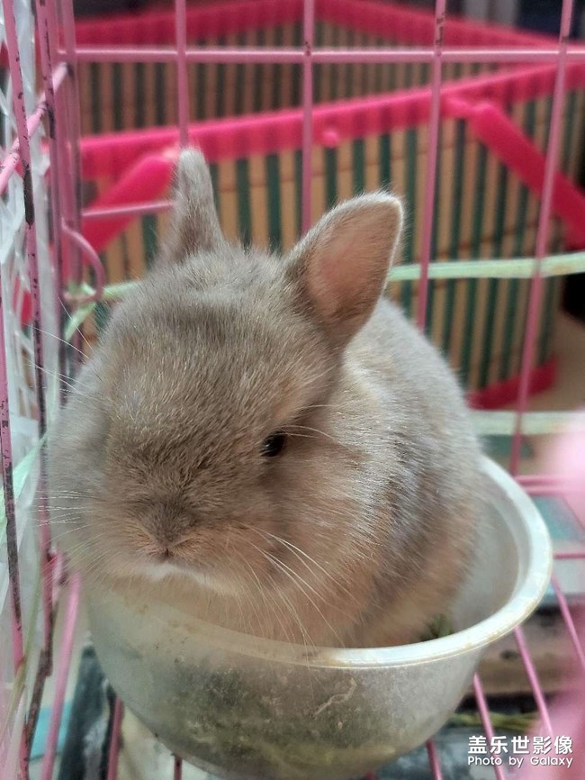 家族新成員，可可奈奈