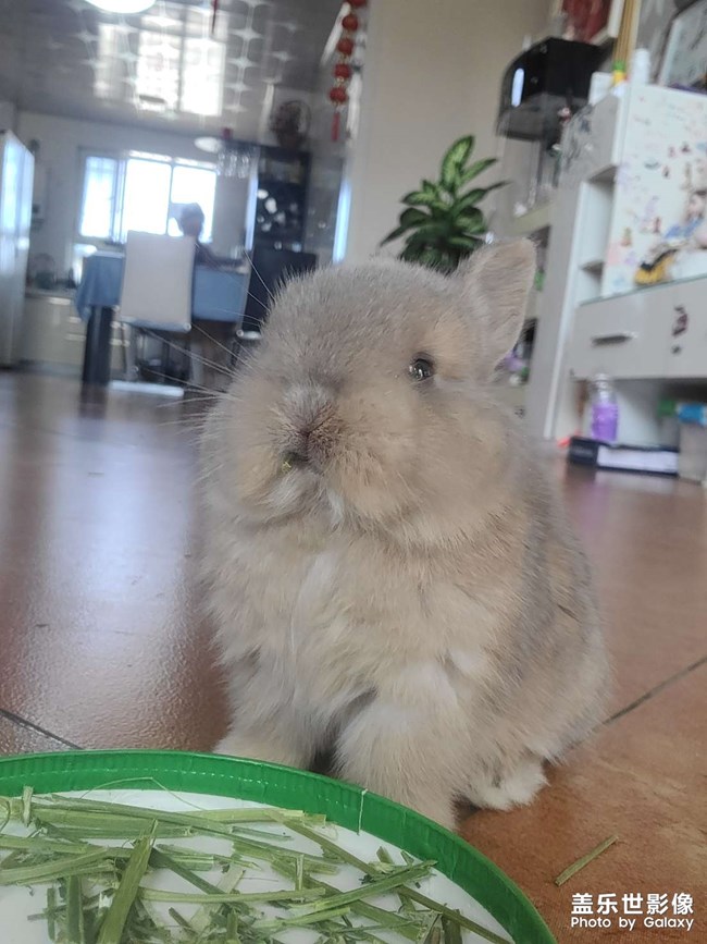 家族新成員，可可奈奈