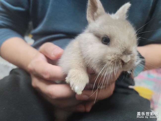 家族新成員，可可奈奈